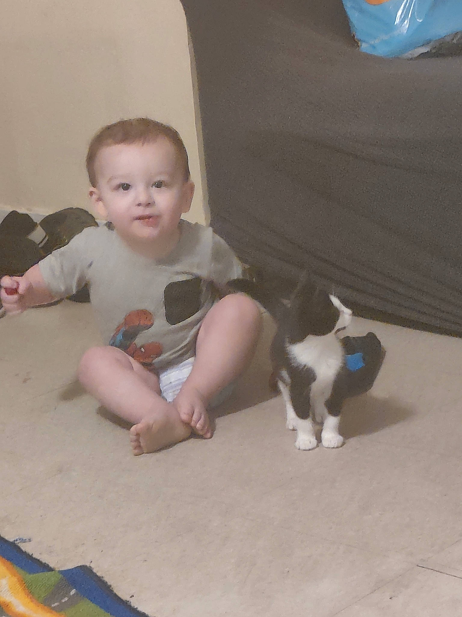Braxton joined the competition — help win amazing prizes! baby, baby_toddler_clothing, carnivore, cat, comfort, companion_dog, dog_breed, felidae, floor, flooring, fun, joint, lap, leg, mammal, person, skin, small_to_medium_sized_cats, toddler, vertebrate