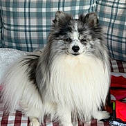 Ken is registered to the contest to win money with this photo: dog, fluffy, sitting, indoor, plaid, blanket, cushion, pet, fur, white, gray, black, animal, canine, portrait, cute, domestic, furniture, resting, companion
