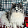 dog, fluffy, sitting, indoor, plaid, blanket, cushion, pet, fur, white, gray, black, animal, canine, portrait, cute, domestic, furniture, resting, companion