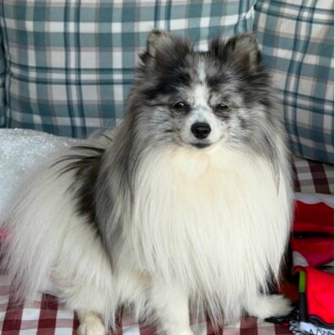 Ken is registered to the contest to win money with this photo: dog, fluffy, sitting, indoor, plaid, blanket, cushion, pet, fur, white, gray, black, animal, canine, portrait, cute, domestic, furniture, resting, companion