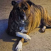 Opie is registered to the contest to win money with this photo: dog, brindle, carpet, paw, collar, tag, indoor, pet, animal, canine, relaxed, crossed_paws, brown, white, fur, quiet, evening, shadow, floor, domestic
