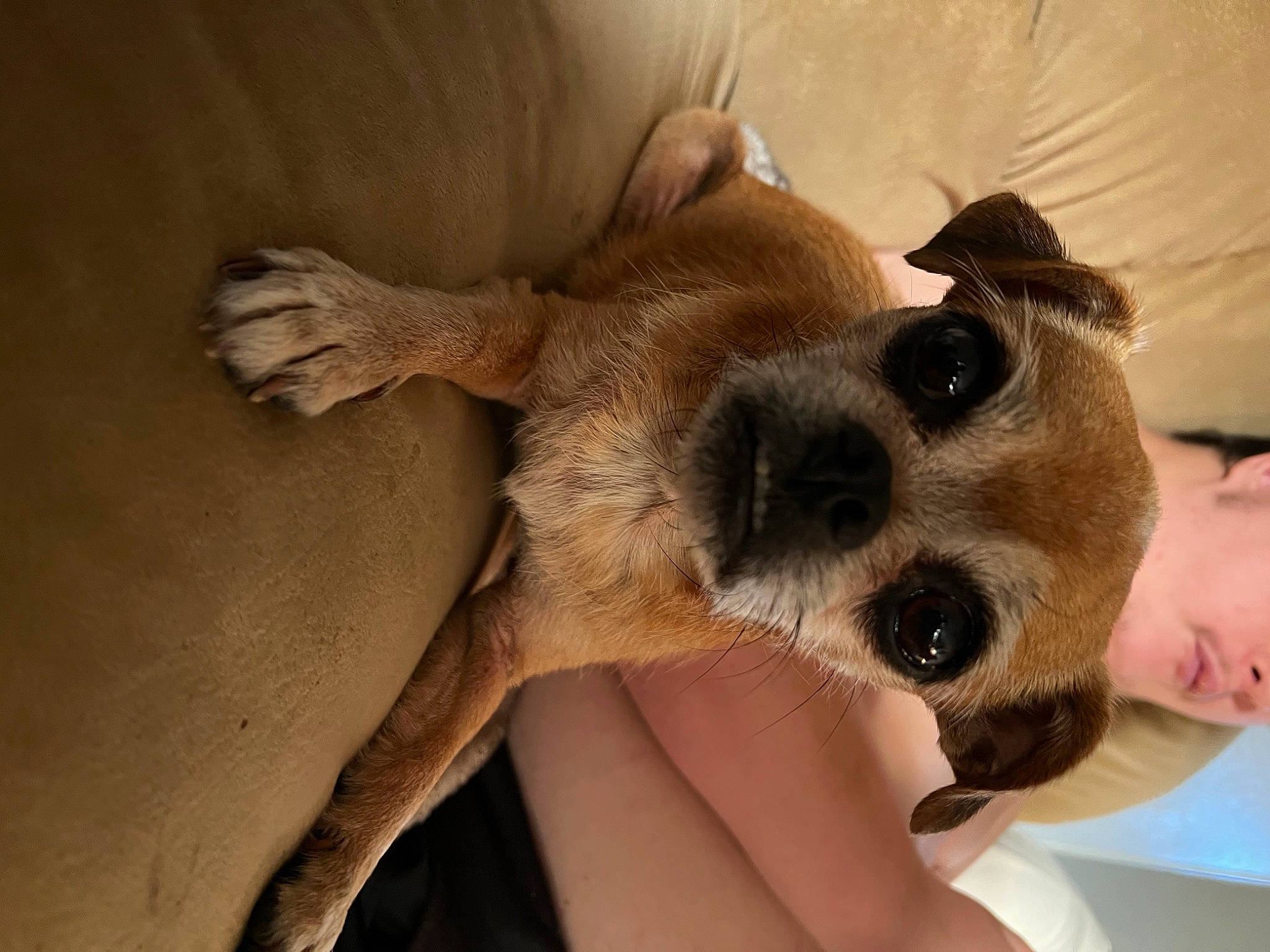 Otcha is registered to the contest to win money with this photo: canidae, carnivore, comfort, companion_dog, dog, dog_breed, ear, fawn, fur, gesture, nail, paw, puppy_love, selfie, snout, sporting_group, terrestrial_animal, whiskers, working_animal, wrist