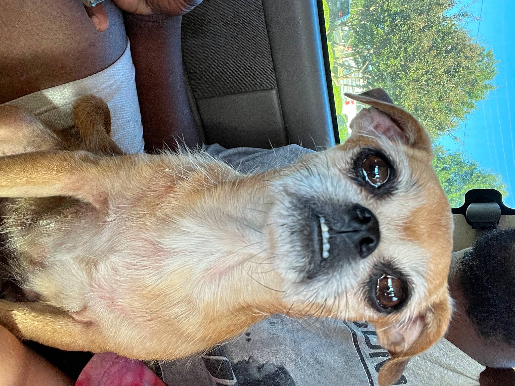 Otcha joined the competition — help win amazing prizes! canidae, carnivore, clock, comfort, companion_dog, dog, dog_breed, fawn, fur, paw, sky, snout, sporting_group, tree, whiskers, working_animal