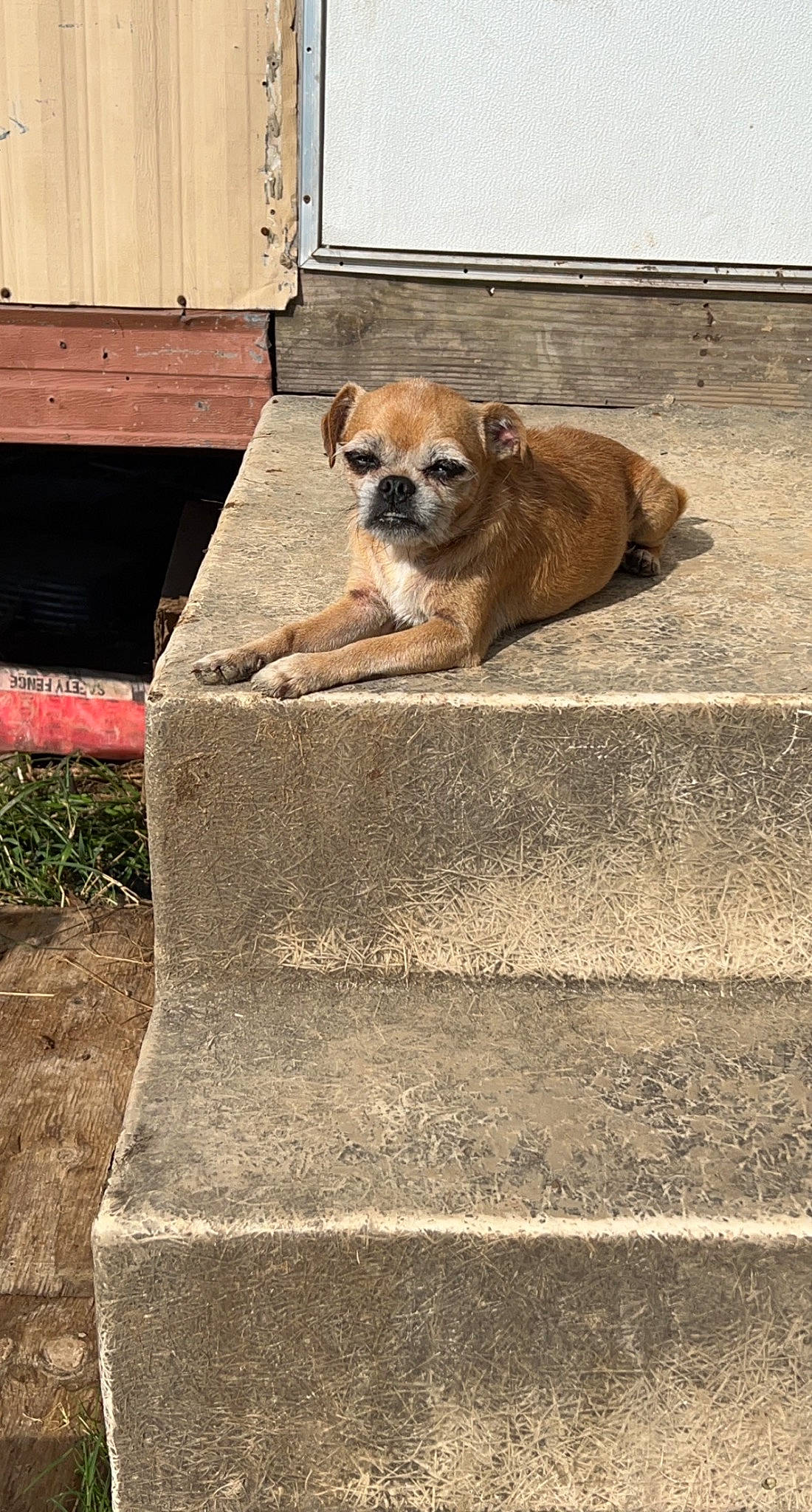 Otcha joined the competition — help win amazing prizes! asphalt, carnivore, companion_dog, concrete, dog, dog_breed, dog_supply, fawn, grass, pet_supply, road_surface, sidewalk, snout, soil, tail, terrestrial_animal, toy_dog, wood, working_animal, wrinkle