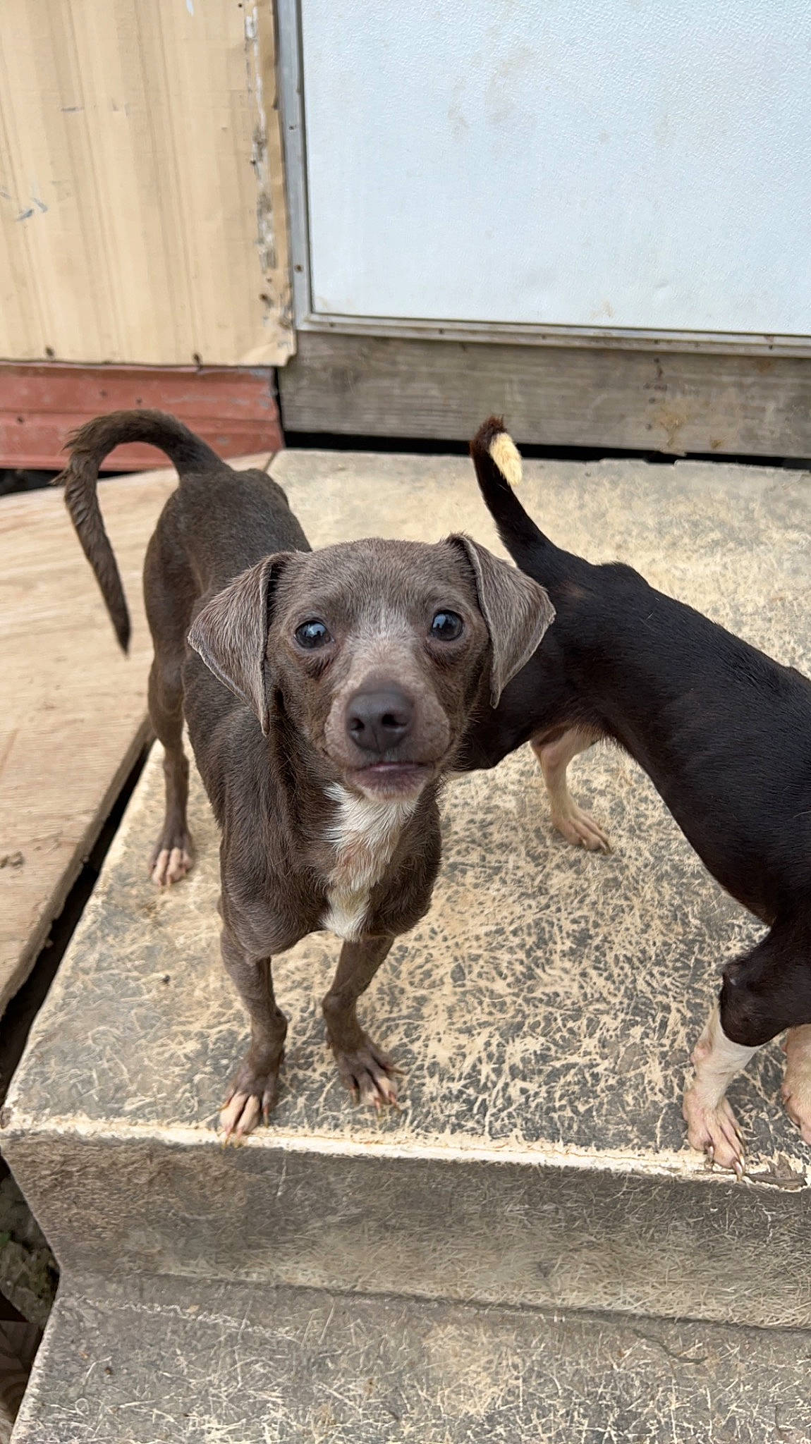 Mosey joined the competition — help win amazing prizes! canidae, carnivore, collar, companion_dog, dog, dog_breed, dog_collar, fawn, guard_dog, leash, pet_supply, snout, soil, sporting_group, street_dog, terrestrial_animal, toy_dog, wood, working_animal, working_dog