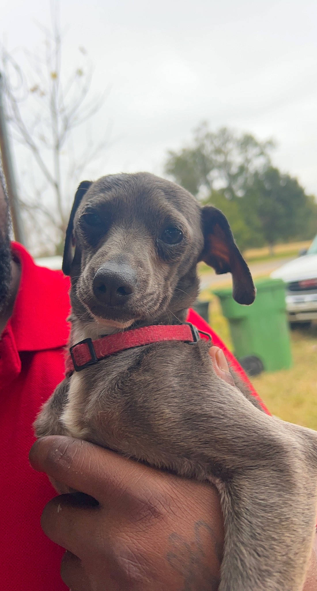 Mosey is registered to the contest to win money with this photo: canidae, carnivore, cloud, collar, companion_dog, dog, dog_breed, dog_collar, dog_supply, fawn, grass, leash, liver, pet_supply, sky, snout, sporting_group, tree, vehicle, working_animal