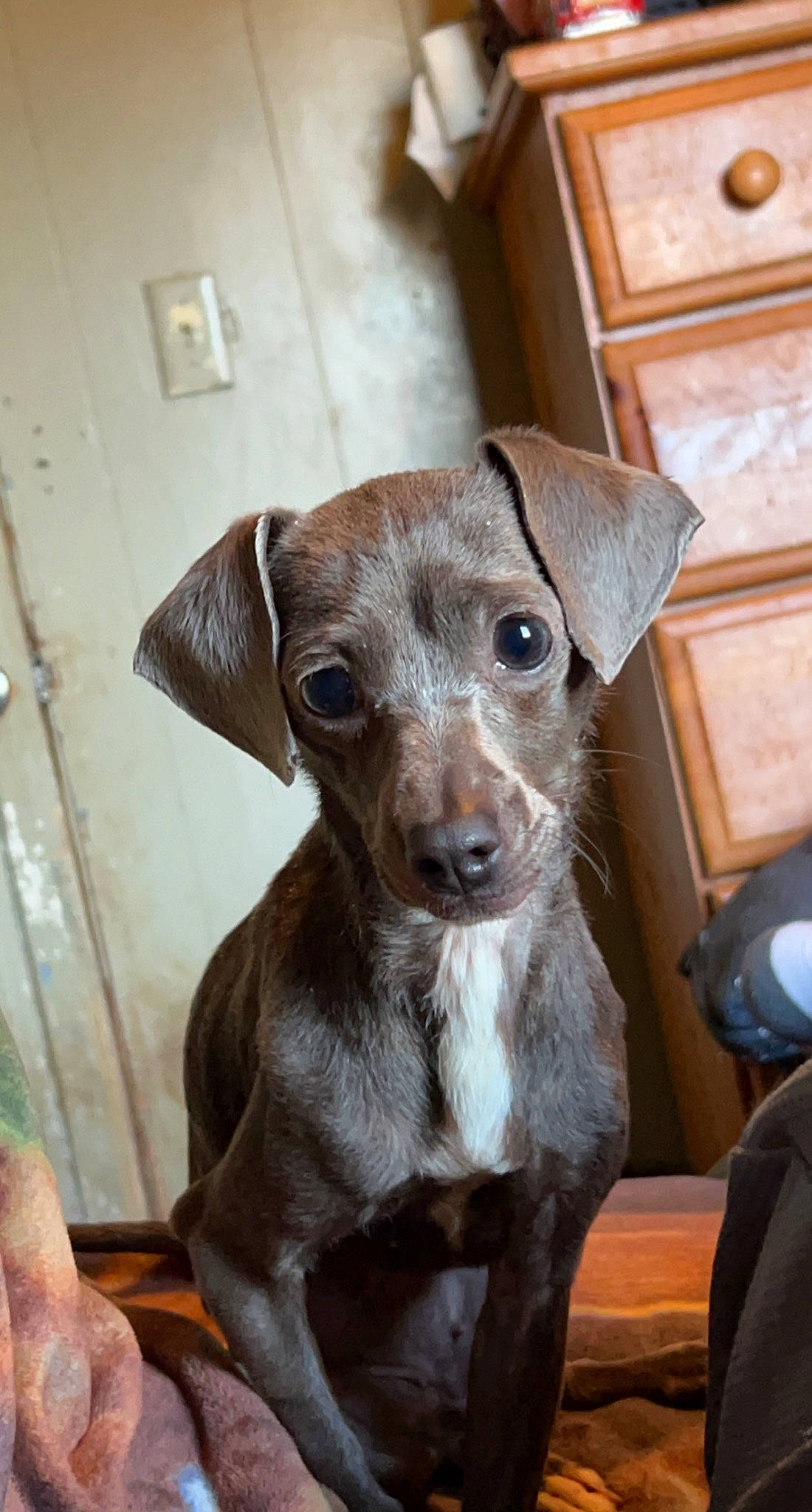 Mosey joined the competition — help win amazing prizes! canidae, carnivore, companion_dog, dog, dog_breed, fawn, flooring, fur, hardwood, liver, puppy, snout, sporting_group, terrestrial_animal, toy_dog, wall_plate, whiskers, wood, working_animal