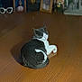 cat, gray_cat, white_cat, wooden_floor, resting, curled_up, indoor, home, photoframe, decor, blurred_background, pet, animal, feline, relaxed, cozy, flooring, quiet, small, domestic