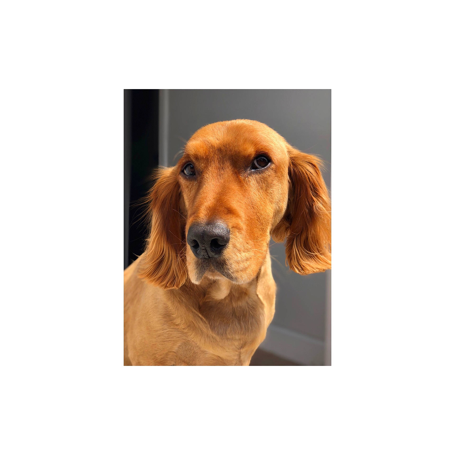 Archie joined the competition — help win amazing prizes! carnivoran, companion_dog, dog, dog_breed, dog_like_mammal, english_cocker_spaniel, headwear, irish_setter, person, puppy, redbone_coonhound, snout, spaniel, sporting_group