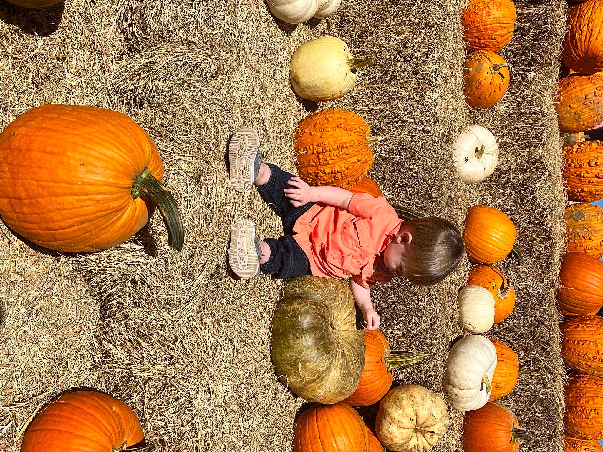 Grayson is registered to the contest to win money with this photo: calabaza, cucurbita, food, fruit, gourd, local_food, natural_foods, orange, people_in_nature, person, plant, produce, pumpkin, squash, staple_food, still_life_photography, tints_and_shades, vegetable, whole_food, winter_squash