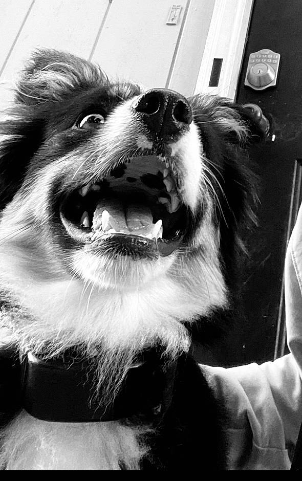 Enola is registered to the contest to win money with this photo: black, black_and_white, canidae, carnivore, companion_dog, dog, dog_breed, eye, eyewear, fang, fur, happy, jaw, monochrome, monochrome_photography, smile, snout, sporting_group, style, whiskers