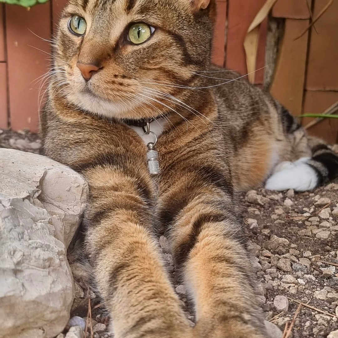 Loulou a rejoint le concours — aidez-le/la à gagner de superbes lots ! alert, animal, cat, closeup, collar, feline, fur, green_eyes, ground, mammal, nature, outdoor, paws, pet, relaxed, resting, rock, tabby, whiskers, wooden_fence
