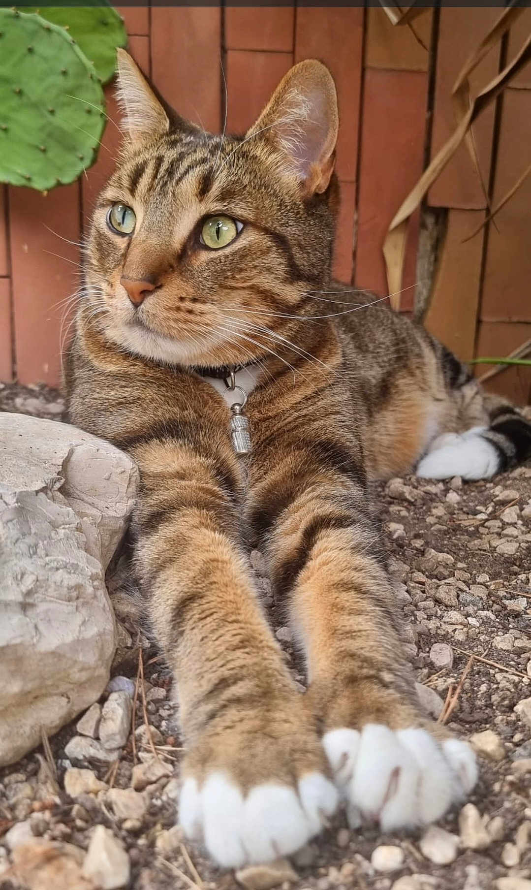 Loulou a rejoint le concours — aidez-le/la à gagner de superbes lots ! cat, tabby, outdoor, animal, pet, feline, paws, fur, green_eyes, nature, rock, wooden_fence, closeup, resting, alert, whiskers, collar, ground, relaxed, mammal