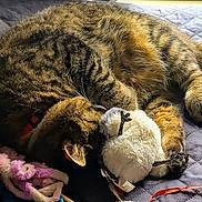 Tabby is registered to the contest to win money with this photo: animal, blanket, cat, collar, cozy, curled_up, cute, feline, fur, indoor, paw, pet, quilted, relaxed, resting, sleeping, soft, stuffed_toy, tabby, yarn_toy