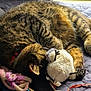 animal, blanket, cat, collar, cozy, curled_up, cute, feline, fur, indoor, paw, pet, quilted, relaxed, resting, sleeping, soft, stuffed_toy, tabby, yarn_toy