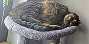 Tabby is registered to the contest to win money with this photo: animal, cat, cat_tree, cozy, curled_up, domestic_cat, ears, feline, fur, gray, indoor, paw, pet, relaxed, resting, sleeping, sunlight, tabby_cat, whiskers, window