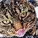 Tabby