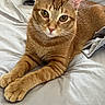 animal, bed, bedding, cat, close_up, cute, ears, feline, fur, ginger_cat, golden_eyes, home, indoors, lying_down, orange_tabby, pet, photography, portrait, relaxed, whiskers