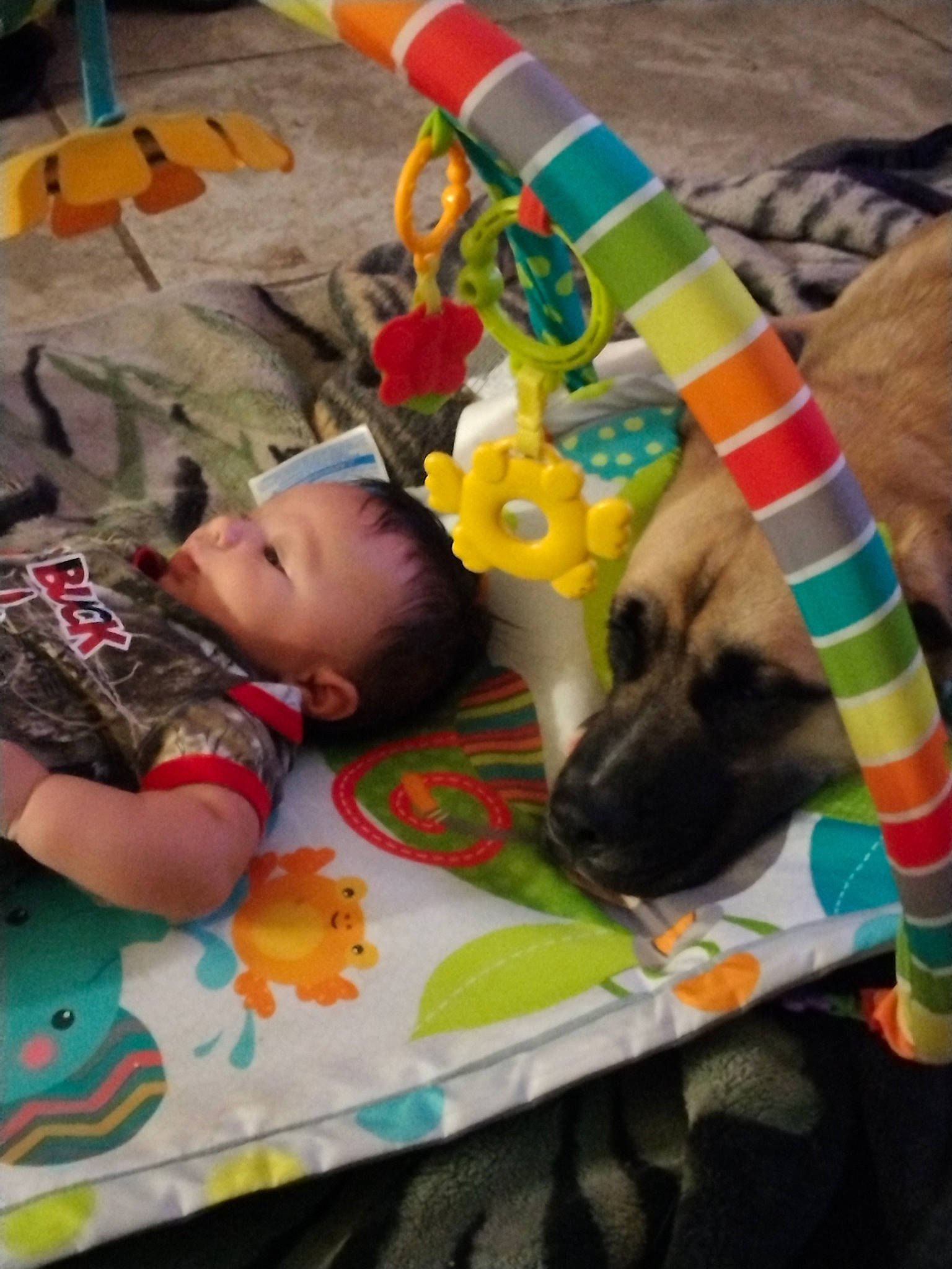 Jordan is registered to the contest to win money with this photo: baby, baby_products, carnivore, child, collar, comfort, companion_dog, dog, dog_breed, dog_supply, fawn, fun, linens, mammal, person, pet_supply, textile, toddler, toy, vertebrate