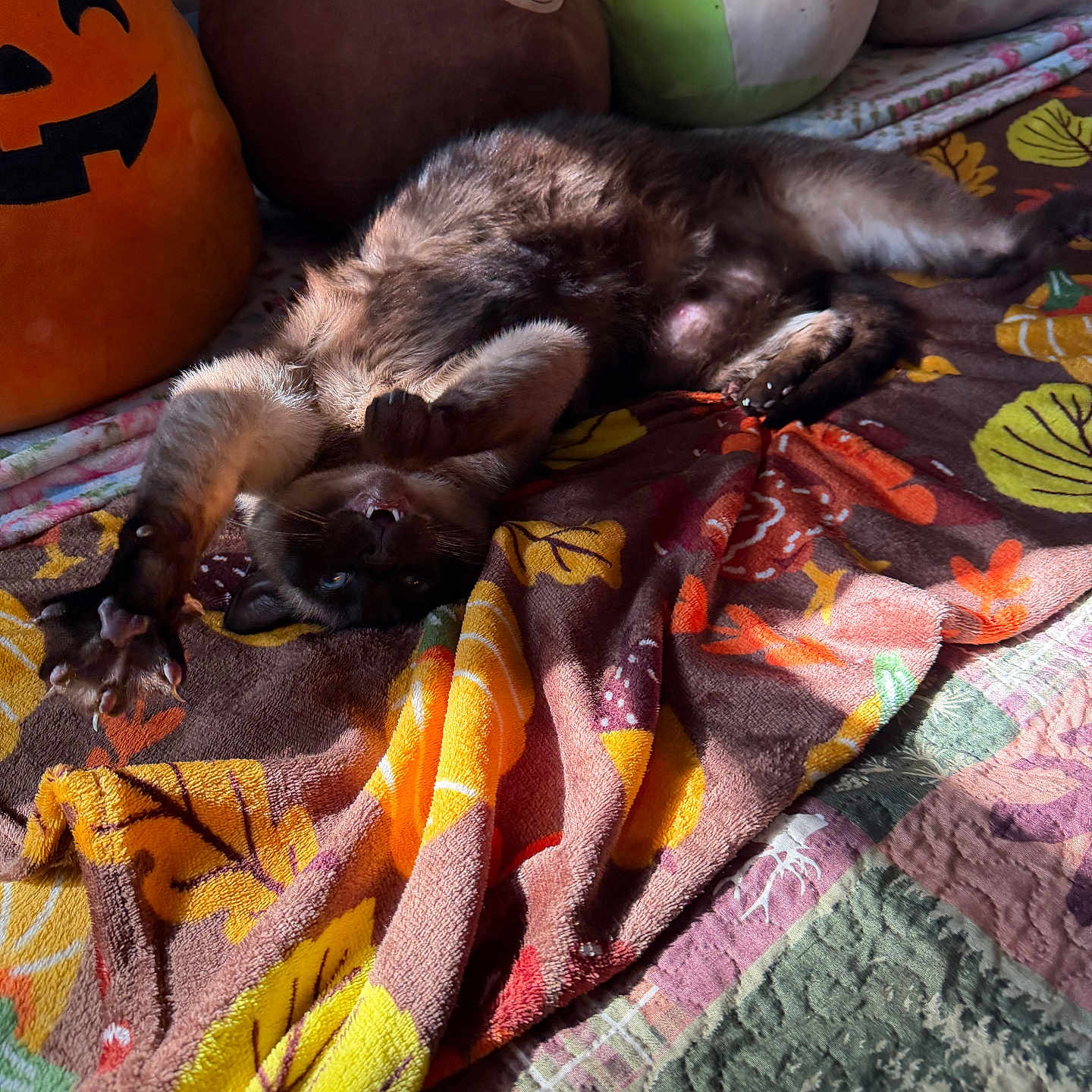 Stormi is registered to the contest to win money with this photo: cat, sleeping, upside_down, relaxed, playful, furry, brown_fur, blue_eyes, whiskers, paws, belly, bed, blanket, colorful, patterned, plush_toys, pumpkin, indoor, sunlight, cozy