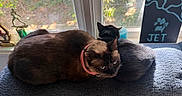 Stormi joined the competition — help win amazing prizes! cat, cats, feline, pet, animal, black_cat, brown_cat, lying_down, relaxing, blanket, window, sunlight, indoors, cozy, harness, pink_collar, blue_eyes, trophy, home, portrait