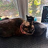cat, cats, feline, pet, animal, black_cat, brown_cat, lying_down, relaxing, blanket, window, sunlight, indoors, cozy, harness, pink_collar, blue_eyes, trophy, home, portrait