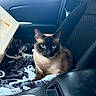 Stormi is registered to the contest to win money with this photo: cat, siamese_cat, blue_eyes, pet, animal, portrait, sitting, passenger_seat, car_interior, vehicle, blanket, fur, whiskers, ears, face, looking_at_camera, indoor, transportation, close_up, photography