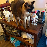 Stormi is registered to the contest to win money with this photo: cat, siamese_cat, pet, animal, standing, blue_eyes, indoors, kitchen, wooden_table, countertop, appliance, stand_mixer, syrup_bottles, coffee_maker, glass_figurine, straws, cluttered, home, floor, photograph