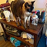 cat, siamese_cat, pet, animal, standing, blue_eyes, indoors, kitchen, wooden_table, countertop, appliance, stand_mixer, syrup_bottles, coffee_maker, glass_figurine, straws, cluttered, home, floor, photograph