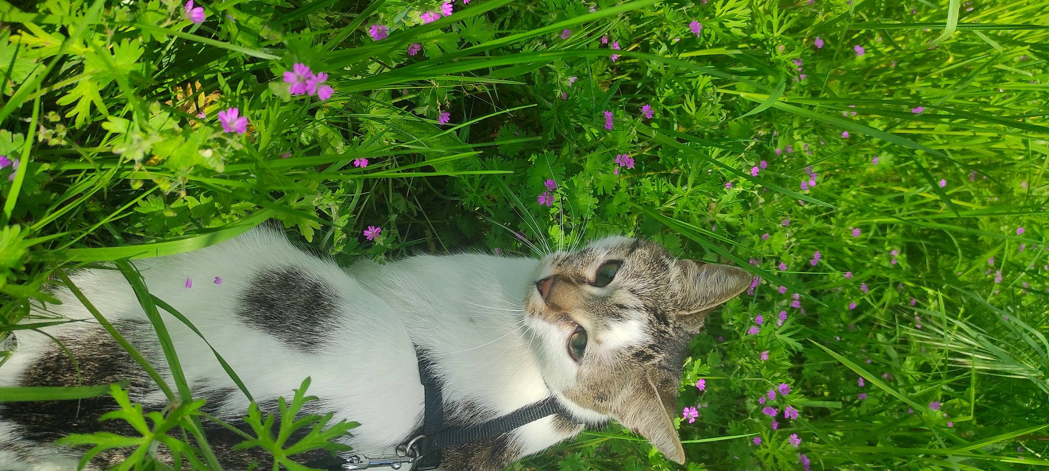 Lutchi a rejoint le concours — aidez-le/la à gagner de superbes lots ! annual_plant, art, botany, carnivore, cat, felidae, flower, flowering_plant, garden, grass, grass_family, groundcover, herbaceous_plant, meadow, petal, plant, shrub, small_to_medium_sized_cats, vegetation, whiskers