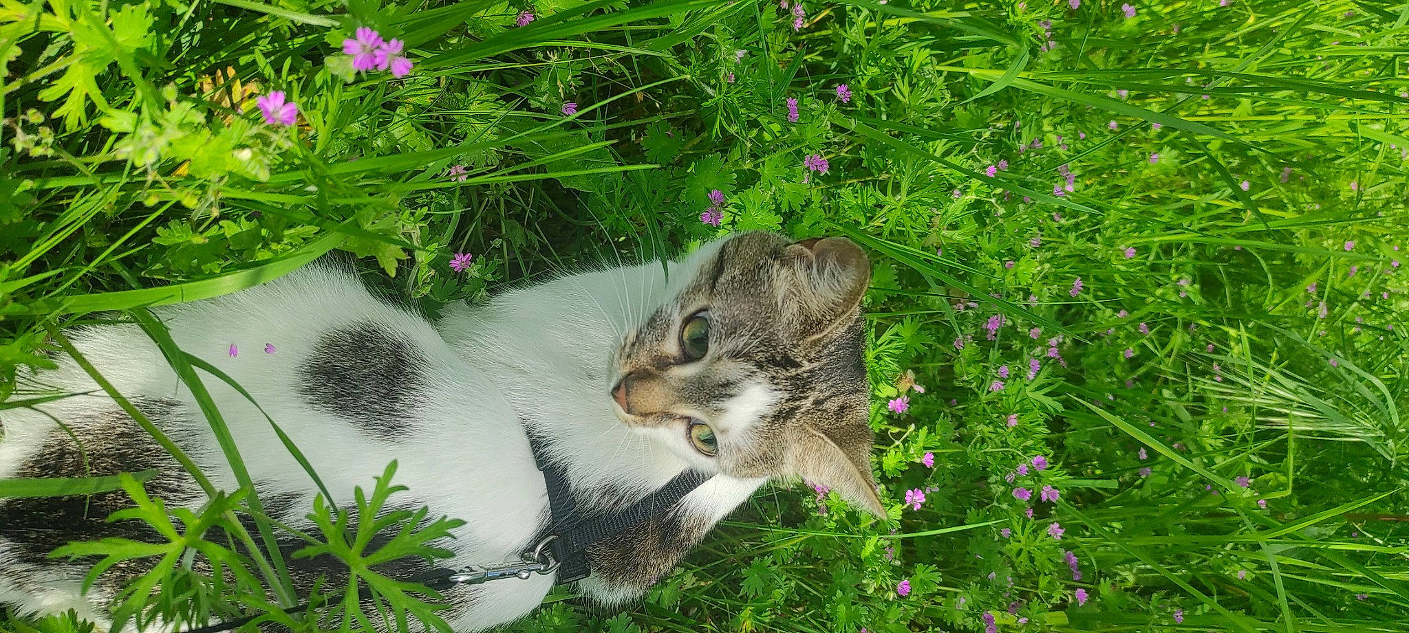 Lutchi participe au concours pour gagner de l'argent avec cette photo : annual_plant, art, botany, carnivore, cat, domestic_short_haired_cat, felidae, flower, flowering_plant, garden, grass, grass_family, groundcover, herbaceous_plant, meadow, petal, plant, shrub, small_to_medium_sized_cats, whiskers