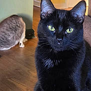 Piper joined the competition — help win amazing prizes! alert, background_cat, black_cat, cat, close_up, companion, curious, doorway, ears, feline, furniture, green_eyes, hardwood_floor, indoor, pet, portrait, sitting, soft_light, tabby_cat, whiskers