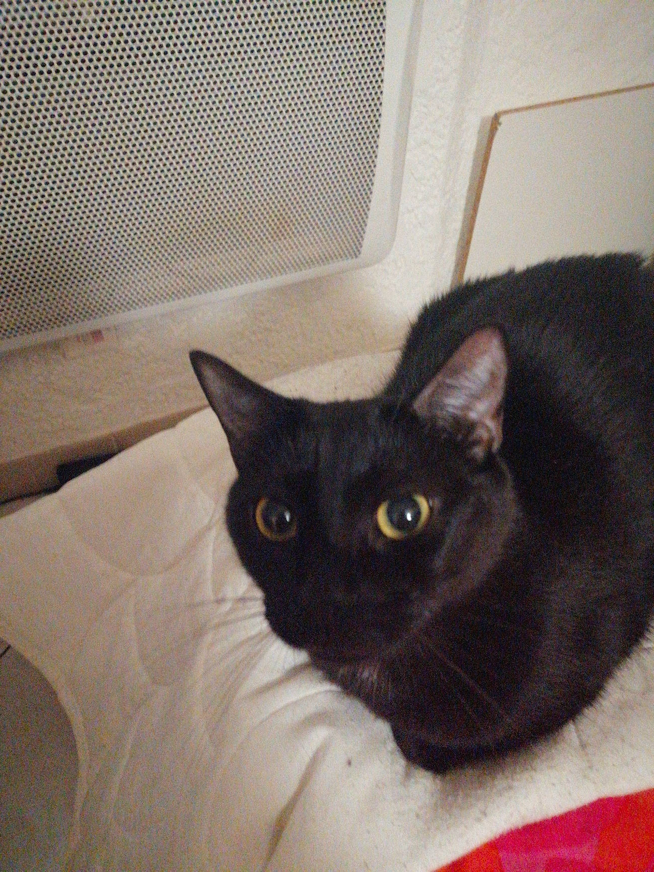 Minuit a rejoint le concours — aidez-le/la à gagner de superbes lots ! black_cat, bombay, carnivore, cat, domestic_short_haired_cat, felidae, fur, iris, mammal, mesh, small_to_medium_sized_cats, snout, vertebrate, whiskers