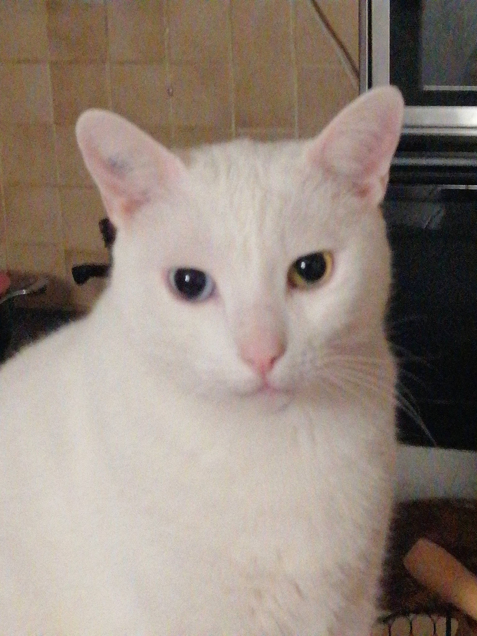 Câlin a rejoint le concours — aidez-le/la à gagner de superbes lots ! carnivore, cat, display_device, felidae, flat_panel_display, fur, home_appliance, iris, khao_manee, major_appliance, microwave_oven, oven, small_to_medium_sized_cats, snout, television, television_set, turkish_angora, vertebrate, whiskers, white