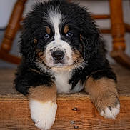 Kya joined the competition — help win amazing prizes! animal, bernese_mountain_dog, black, brown, chair, close_up, cute, dog, eyes, fluffy, fur, indoor, nose, paws, pet, portrait, puppy, staircase, white, wooden_stairs