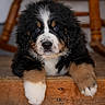dog, puppy, bernese_mountain_dog, pet, animal, portrait, fur, paws, wooden_stairs, staircase, chair, indoor, close_up, cute, fluffy, brown, black, white, nose, eyes