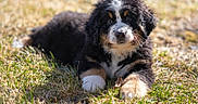 Kya joined the competition — help win amazing prizes! animal, bernese_mountain_dog, bokeh, close_up, cute, dog, eyes, fur, grass, lawn, lying_down, nose, outdoors, paws, playful, portrait, puppy, sunlight, whiskers, young