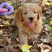 Benko participe au concours pour gagner de l'argent avec cette photo : puppy, dog, golden, fluffy, curly_fur, happy, smiling, tongue_out, outdoor, autumn, leaves, forest, nature, ground, portrait, sitting, pet, playful, chew_toy, cute