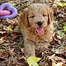 puppy, dog, golden, fluffy, curly_fur, happy, smiling, tongue_out, outdoor, autumn, leaves, forest, nature, ground, portrait, sitting, pet, playful, chew_toy, cute