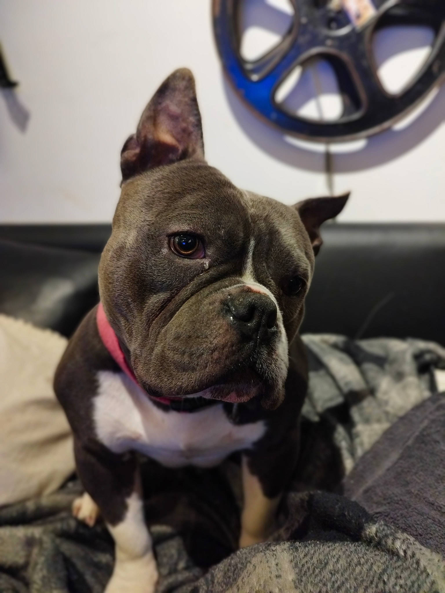 Bouba a rejoint le concours — aidez-le/la à gagner de superbes lots ! automotive_tire, bulldog, carnivore, collar, comfort, companion_dog, dog, dog_breed, dog_collar, ear, fawn, french_bulldog, rim, snout, terrestrial_animal, tire_care, wheel, whiskers, window, working_animal