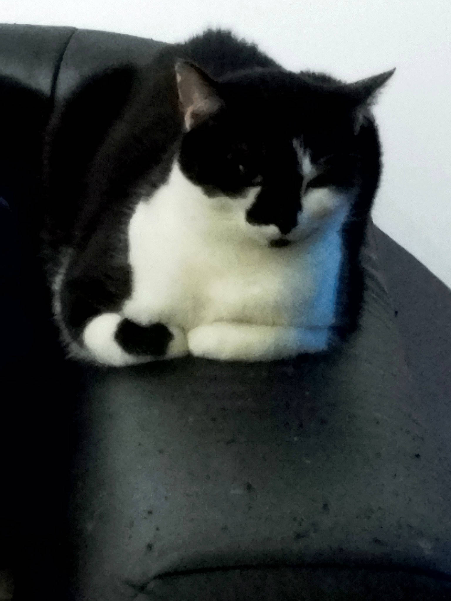 Booba a rejoint le concours — aidez-le/la à gagner de superbes lots ! carnivore, cat, comfort, domestic_short_haired_cat, eye, felidae, fur, grey, monochrome_photography, paw, sitting, small_to_medium_sized_cats, snout, tail, tree, whiskers, wood