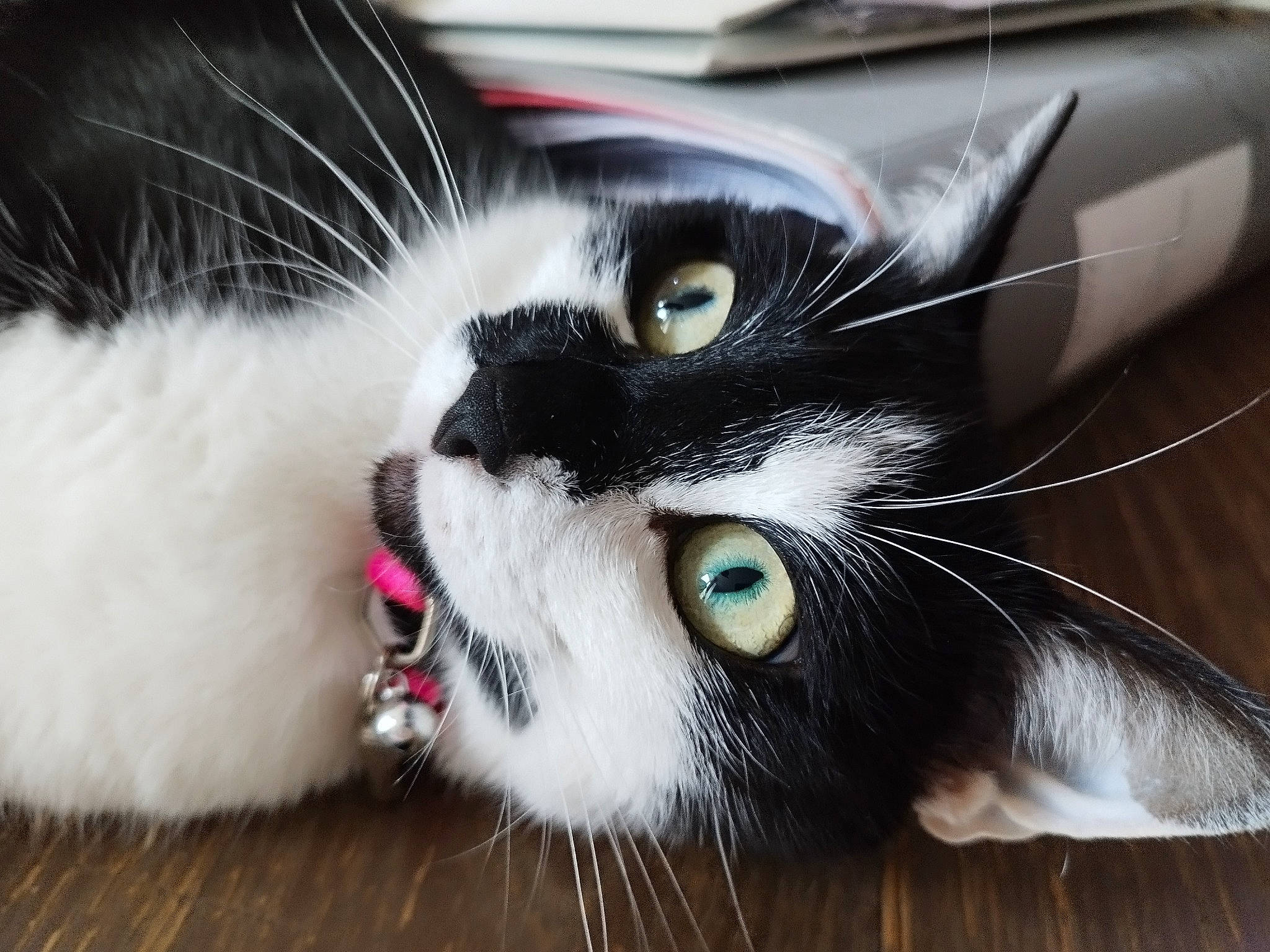 Booba a rejoint le concours — aidez-le/la à gagner de superbes lots ! carnivore, cat, claw, domestic_short_haired_cat, felidae, fur, paw, small_to_medium_sized_cats, snout, whiskers