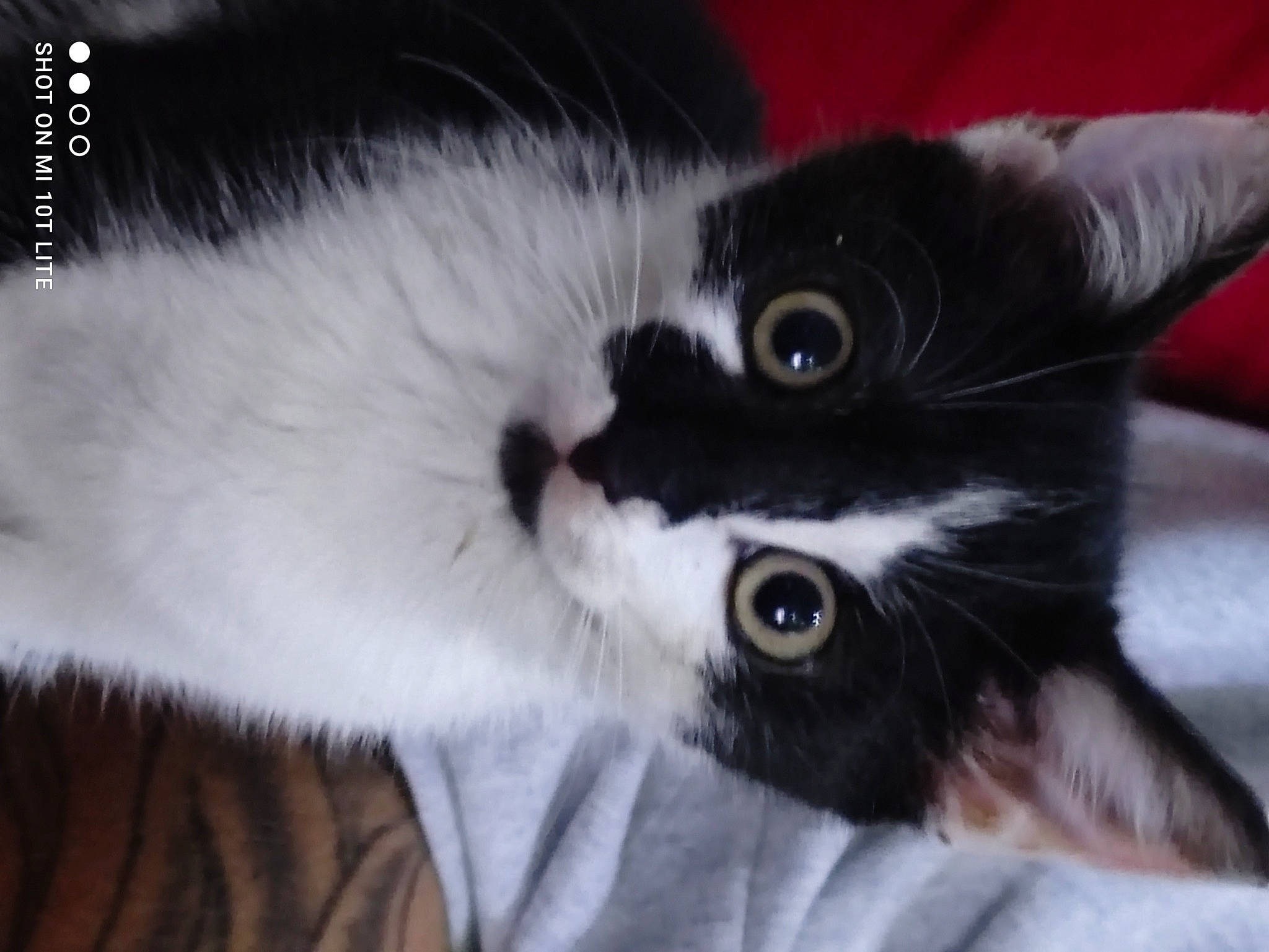 Booba participe au concours pour gagner de l'argent avec cette photo : black_cat, carnivore, cat, claw, comfort, domestic_short_haired_cat, ear, felidae, fur, monochrome, monochrome_photography, paw, small_to_medium_sized_cats, snout, tail, whiskers