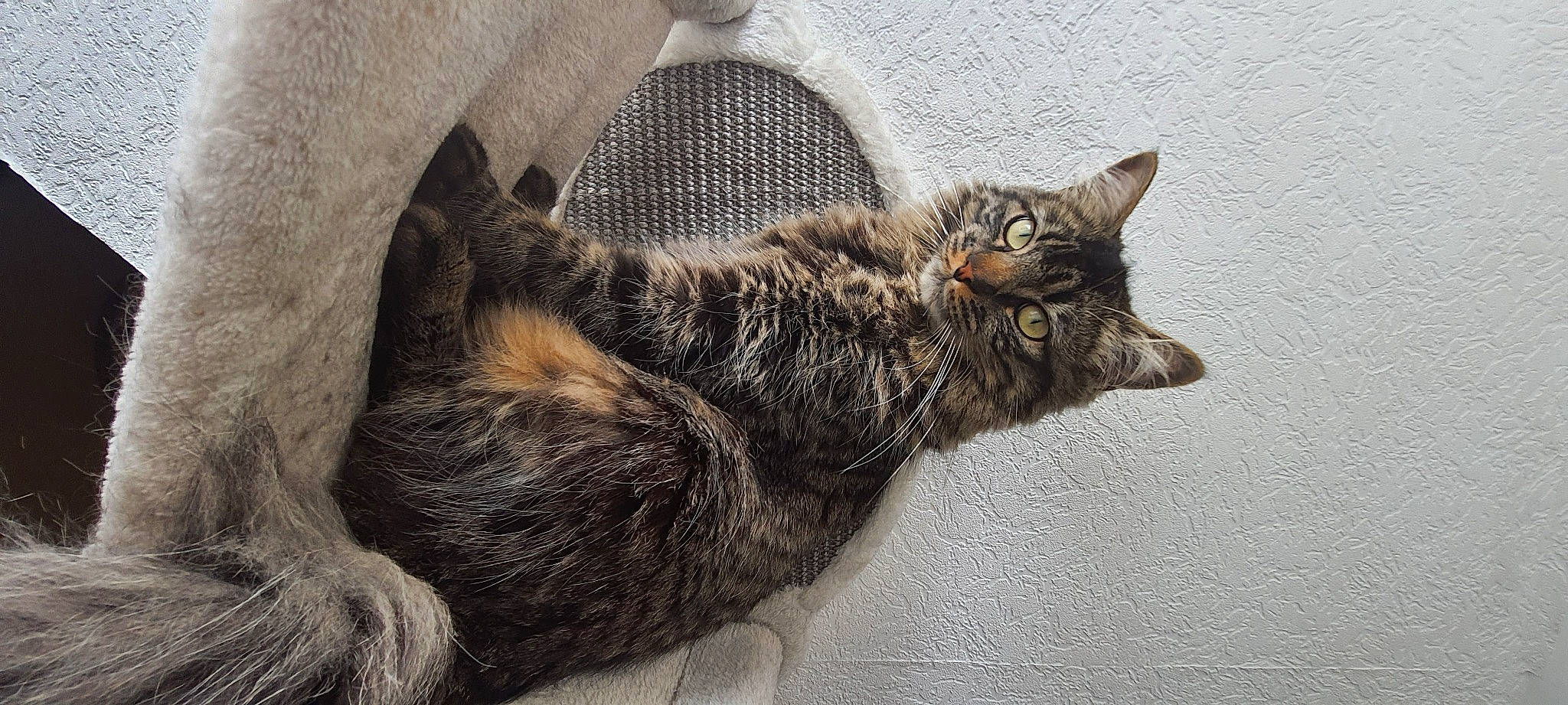 Raja a rejoint le concours — aidez-le/la à gagner de superbes lots ! carnivore, cat, claw, comfort, domestic_short_haired_cat, felidae, fur, grey, paw, small_to_medium_sized_cats, snout, tail, terrestrial_animal, whiskers