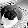 Maco a rejoint le concours — aidez-le/la à gagner de superbes lots ! cat, pet_bed, black_and_white, indoor, cozy, feline, resting, whiskers, floor, radiator, fur, animal, domestic_cat, eyes, cute, relaxed, close_up, mammal, nose, paws