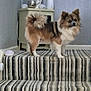 dog, stairs, carpet, striped_carpet, indoor, pet, fur, curled_tail, brown_dog, white_dog, small_dog, standing, side_view, animal, home, furniture, cabinet, decor, curious, companion