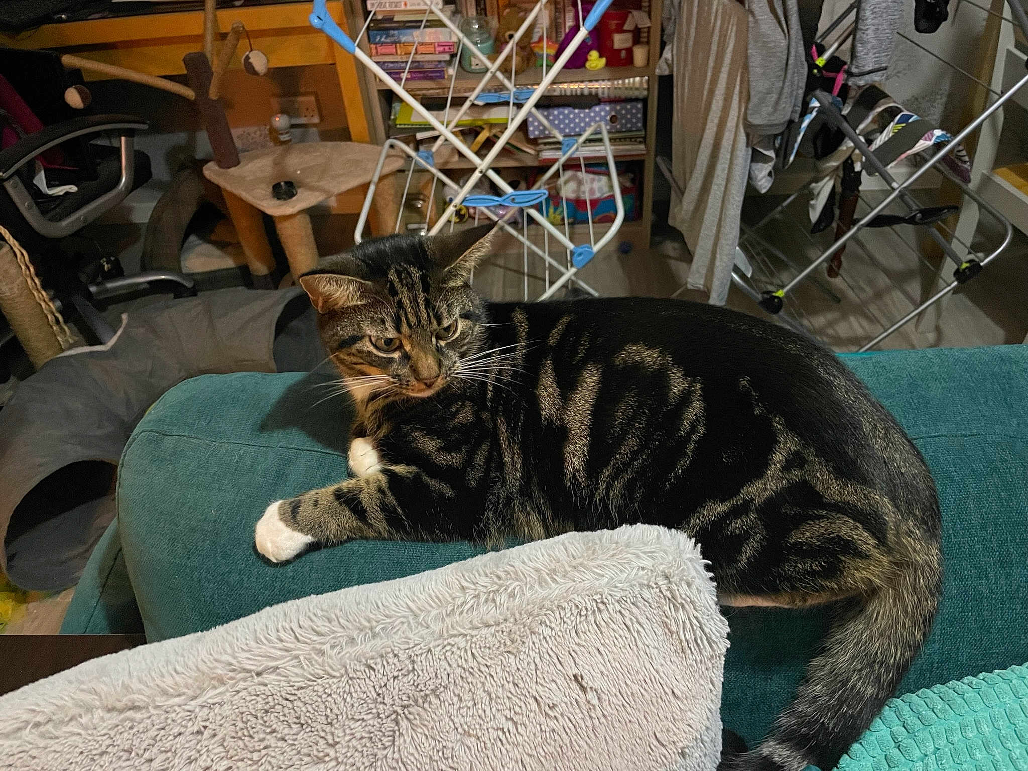 Socks