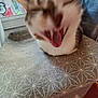 Plume participe au concours pour gagner de l'argent avec cette photo : cat, blur, close_up, yawning, indoor, window, patterned_surface, fur, pet, animal, mouth_open, tongue, ears, feline, home, furniture, fabric, daylight, resting, domestic