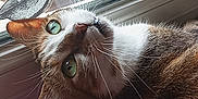 Plume a rejoint le concours — aidez-le/la à gagner de superbes lots ! cat, green_eyes, window, bird_sticker, curious, indoor, pet, fur, whiskers, closeup, animal, domestic_cat, looking_up, light, reflection, background, houseplant, wood, cozy, feline