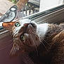 cat, green_eyes, window, bird_sticker, curious, indoor, pet, fur, whiskers, closeup, animal, domestic_cat, looking_up, light, reflection, background, houseplant, wood, cozy, feline